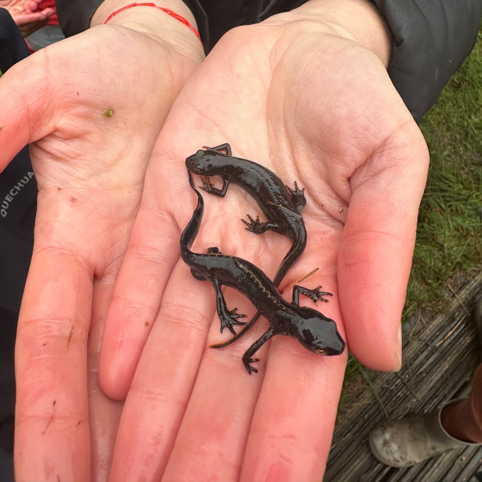 boswandeling boswandeling